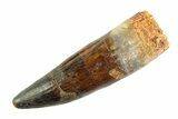 Real Fossil Spinosaurus Tooth - Huge Dinosaur Tooth #346748-1
